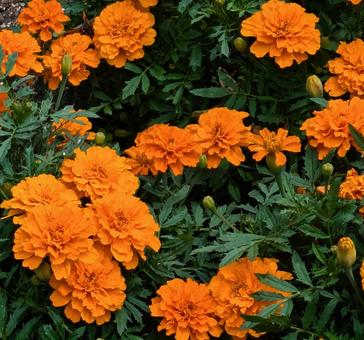 マリーゴールドの写真