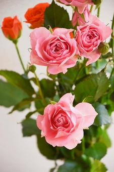 ピンクとオレンジのばら ピンクとオレンジのばら オレンジ色,ばら,薔薇の写真素材