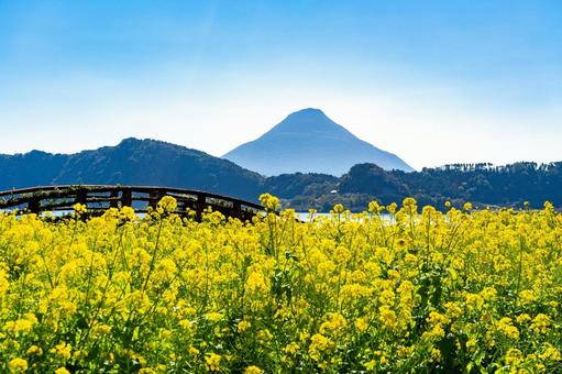開聞岳と菜の花畑(指宿市) 開聞岳と菜の花畑(指宿市)の写真