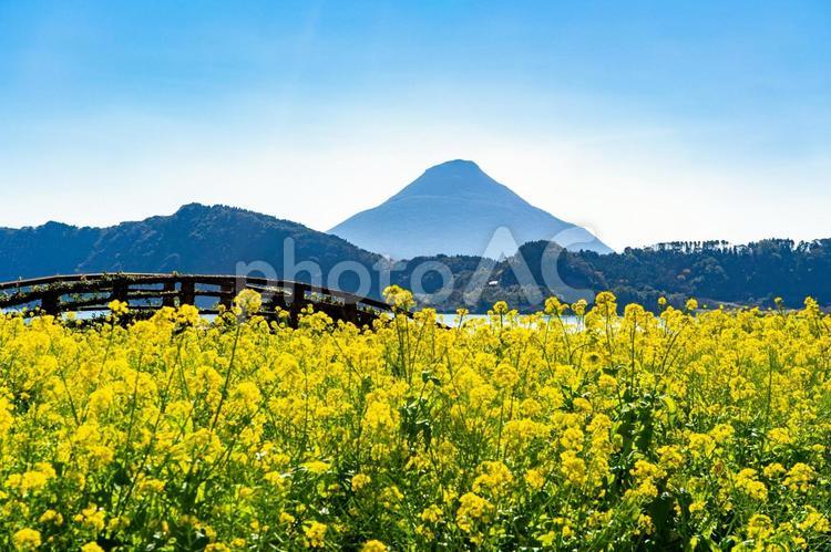開聞岳と菜の花畑（指宿市） 開聞岳,菜の花,指宿市の写真素材