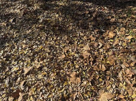 枯葉と木漏れ日 枯葉,落ち葉,木漏れ日の写真素材