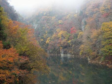 【紅葉写真】美しい紅葉 紅葉,自然,風景の写真素材