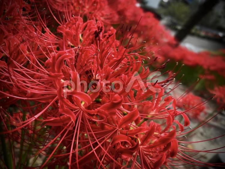階段のそばに咲く彼岸花 彼岸花,曼珠沙華,赤い花の写真素材