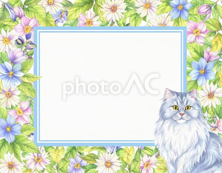 ペルシャ猫と花のテキスト枠の素材 猫,花,フレームの写真素材