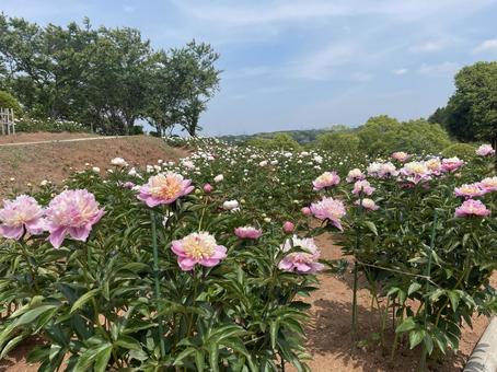 芍薬園 芍薬園の写真