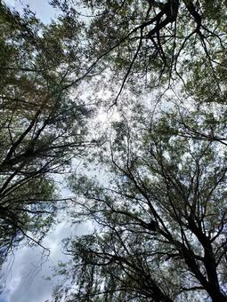 木漏れ日　④ 木,枝,葉の写真素材