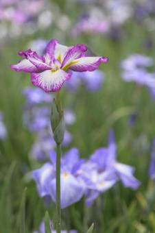 Iris flower, JPG