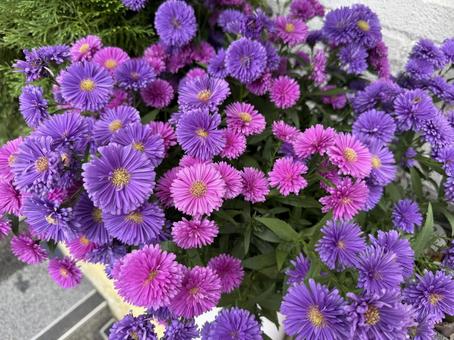 カラフルな花 花,カラフル,ピンクの写真素材