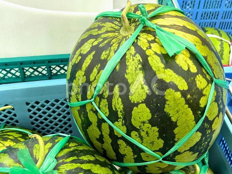 出荷されるすいか すいか,西瓜,果物の写真素材