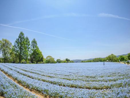 Blue sky and blue nemophila, JPG