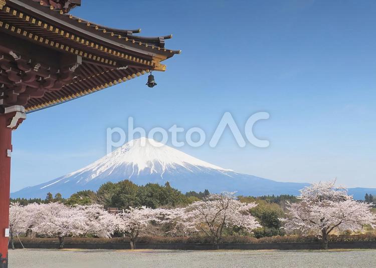 大石寺　三門からのサクラと富士山 大石寺山門,サクラと雪の富士,青空の写真素材
