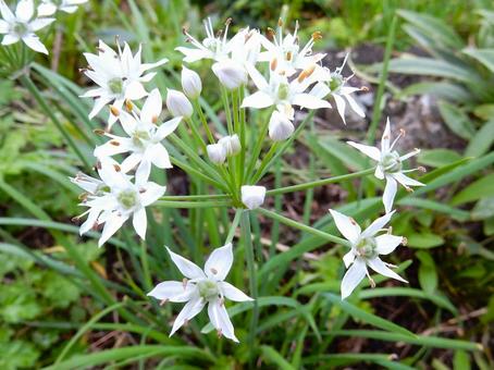 【花の写真】ニラの花の写真