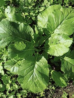 葉っぱ26 自然,屋外で,草の写真素材