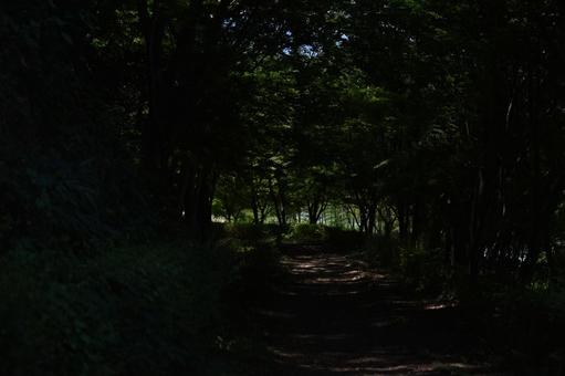 木陰の道 木陰の道の写真