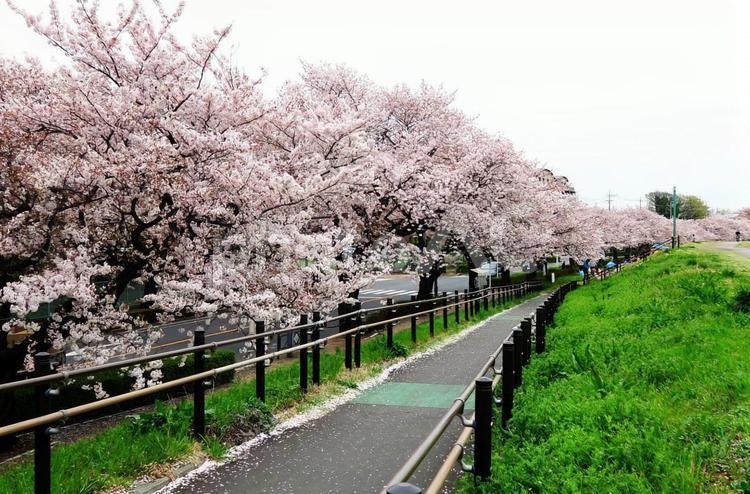 川沿いのサクラ並木 サクラ並木,道,サイクリングロードの写真素材