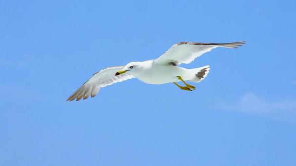 空を舞うように飛ぶウミネコ 空を舞うように飛ぶウミネコ ウミネコ,鳥,野鳥の写真素材