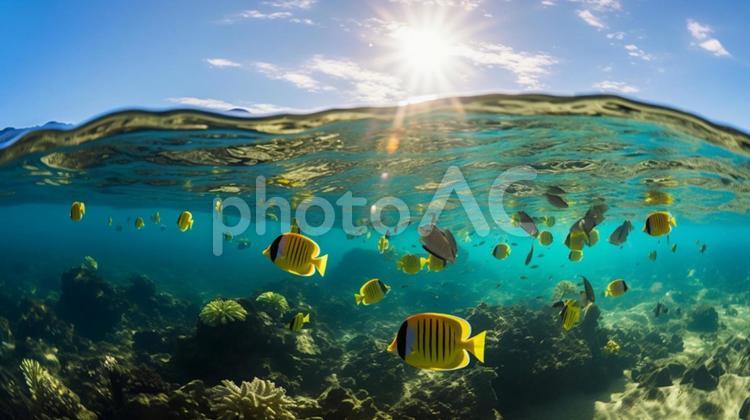海中で泳ぐ魚の群れ 魚,エンジェルフィッシュ,海中の写真素材