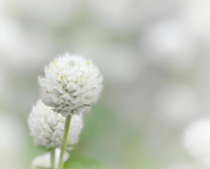 白い千日紅 白い千日紅 の写真