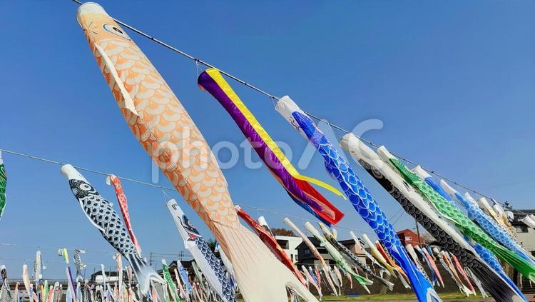 こいのぼり　新潟県加茂市　加茂川　風　春 こいのぼり,新潟県加茂市,加茂川の写真素材