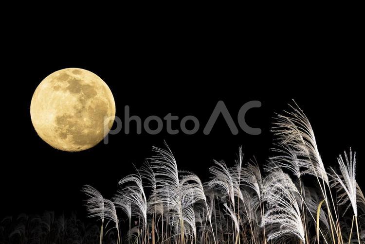お月見。中秋の名月の満月とススキ お月見,満月,ススキの写真素材