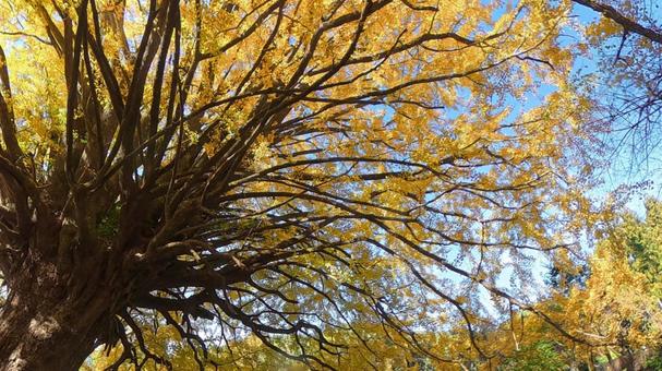 田辺市中辺路・宝泉寺のイチョウ 宝泉寺,中辺路,田辺市の写真素材