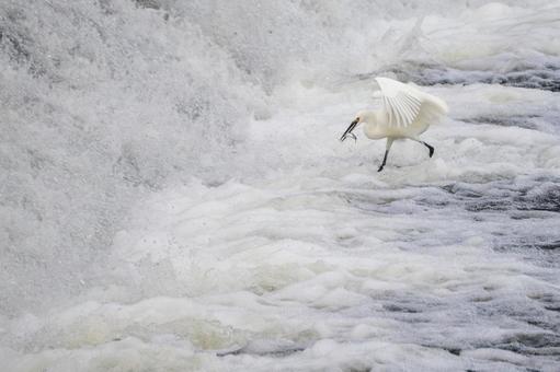 コサギの狩り⑼の写真