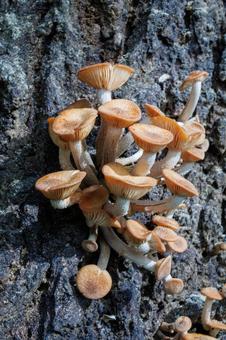 初秋の木の幹から生えたキノコ 初秋の木の幹から生えたキノコ きのこ,茸,自然の写真素材