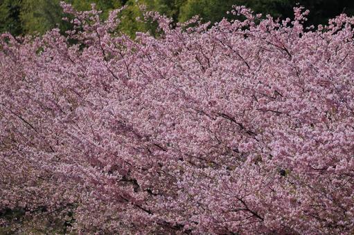 Photo, kawazu cherry tree, cherry blossoms, flower, 