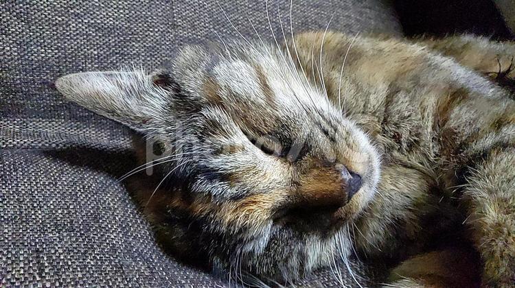 ごはんの夢を見るのにゃ編 ねこ,ネコ,猫の写真素材