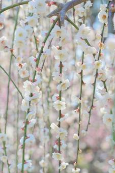 しだれ梅の写真