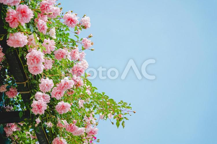 満開の薔薇のアーチと青空 薔薇,バラ,アーチの写真素材
