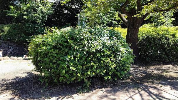 灌木 灌木の写真