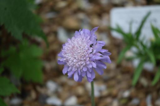 紫色の花びらのタカネマツムシソウの花 紫色の花びらのタカネマツムシソウの花の写真