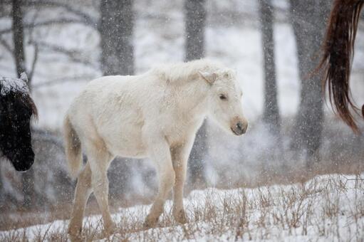 白い道産子 馬,白馬,ウマの写真素材