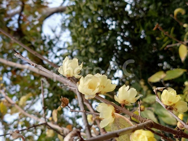 林の中の蝋梅の花 蝋梅,香り,甘いの写真素材