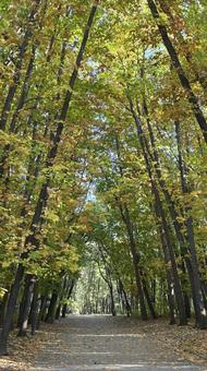 秋の公園 秋,自然,景色の写真素材