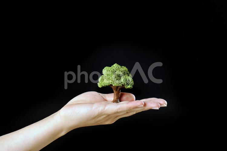 小さな木を持っている手 手,木,植物の写真素材