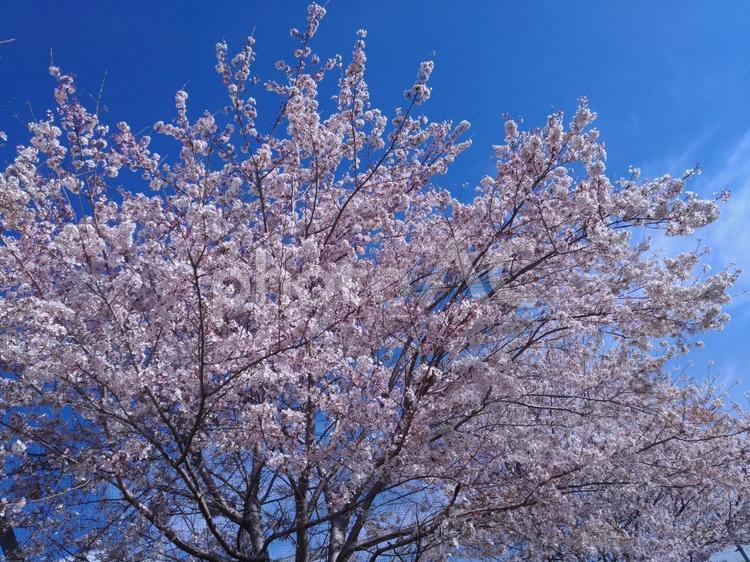 日本の春、美しい桜と青空 日本,春,青空の写真素材