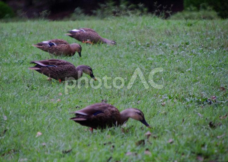 鴨の群れ 鴨,鳥,餌の写真素材