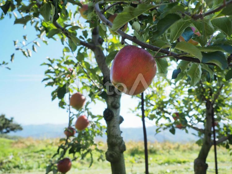 りんごの木 りんご,林檎,リンゴの写真素材