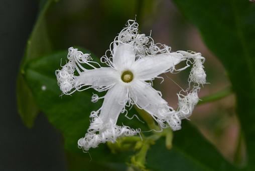 ヘビウリの花を撮りました ヘビウリの花を撮りましたの写真