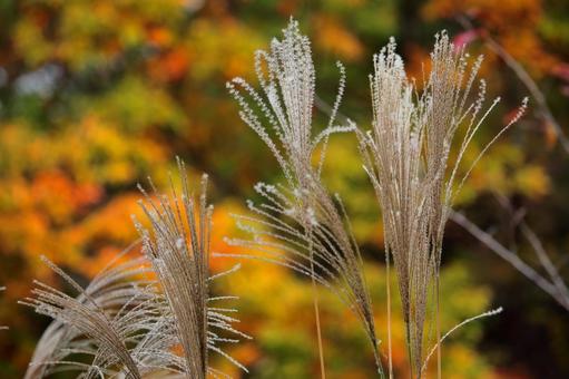 Autumn colors in the background -1, JPG