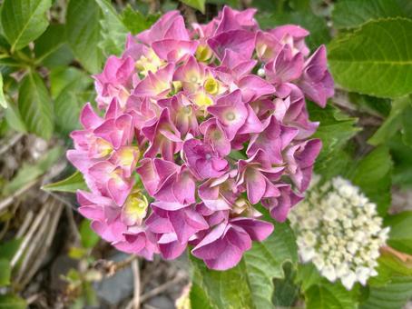 ピンクの紫陽花アップ ピンクの紫陽花アップの写真