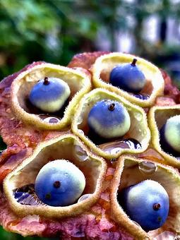 蓮の実のクローズアップの写真