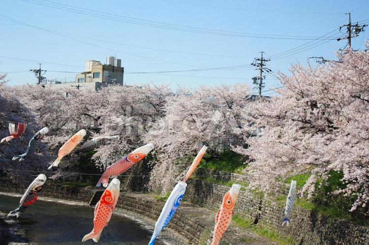 桜と鯉のぼり 桜,花見,こいのぼりの写真素材