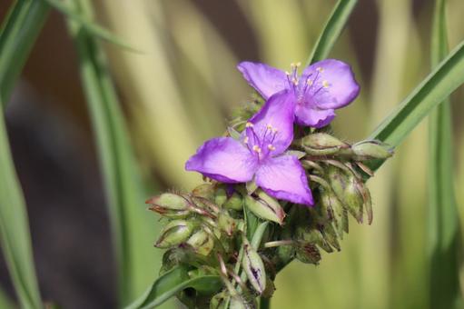 紫色の花びらのムラサキツユクサの花 紫色の花びらのムラサキツユクサの花 紫色,花びら,ムラサキツユクサの写真素材