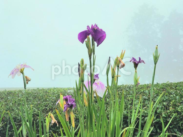 霧雨の茶畑に咲く菖蒲 菖蒲,しょうぶ,紫色の写真素材
