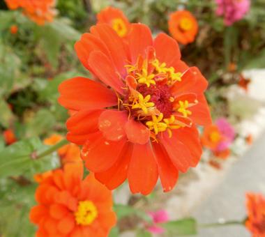 【花の写真】 ヒャクニチソウ(百日草) 【花の写真】 ヒャクニチソウ(百日草)の写真