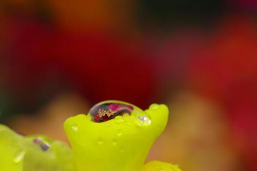 パンジー 水滴 雫 露 花 パンジー 水滴 雫 露 花の写真