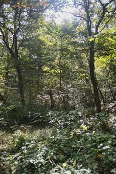 三瓶山の風景の写真